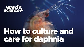 Caring and Culturing for Daphnia [upl. by Rives804]