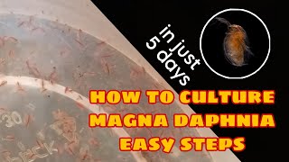 How to Culture Magna Daphnia Easily [upl. by Margie]