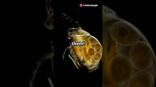 How to culture Daphnia for your Aquarium [upl. by Elletsyrc]