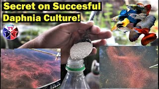 How to Culture Daphnia Successfully [upl. by Ruenhcs]