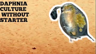 HOW TO CULTURE DAPHNIA NATURALLY WITHOUT A STARTER [upl. by Sihunn]