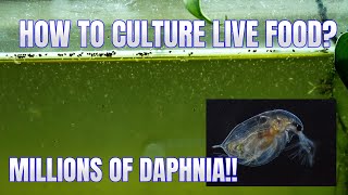 How to Culture Daphnia Secret Method to Breed MILLIONS  Simply Aquatic [upl. by Germain]