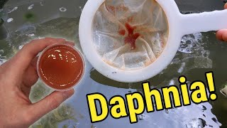 How I Culture Daphnia In Outdoor Tubs [upl. by Worlock]