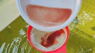 How to culture daphnia  Daphnia culture  How to grow daphnia outdoor [upl. by Eciuqram]