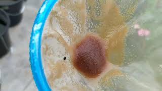 How to culture daphnia moina in a small container Part 1 English Subtitle [upl. by Kennith]