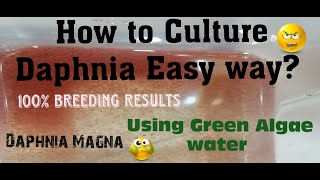 Daphnia MagnaHow to Culture Daphnia Easy wayCulturing Daphnia using Green water Daphnia [upl. by Landbert219]