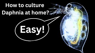 BEST Live Fish Food Beginner guide How to Culture Daphnia at home [upl. by Kipton]