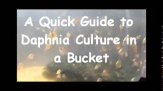 How to culture daphnia outside [upl. by Shanahan]