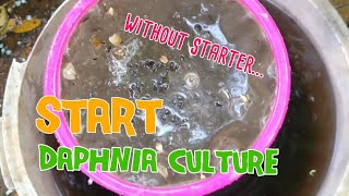 How to culture daphnia moina the easy way 1  Starting the Daphnia culture [upl. by Nohshan798]