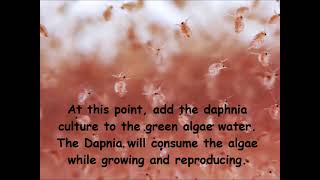 Daphnia  How to grow daphnia in your home [upl. by Adnauqal]