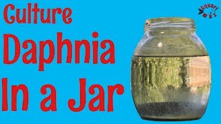 How to Culture Daphnia in a Jar [upl. by Ahsineb899]