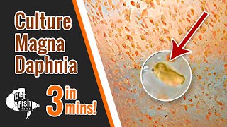 How to culture DAPHNIA MAGNA  The easy way [upl. by Johnston]