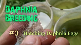 Daphnia Culture made simple and easy 3  Hatching Daphnia eggs [upl. by Metzgar]