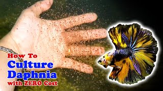 How to Culture Daphnia with ZERO Cost  Unlimited Live Food For Our Fish [upl. by Dexter]