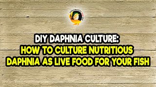 DIY Daphnia Culture How to Culture Nutritious Daphnia as Live Food for Your Fish [upl. by Ojok]