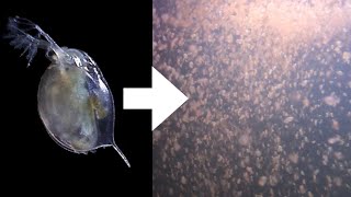 How I Culture Daphnia [upl. by Haskel]