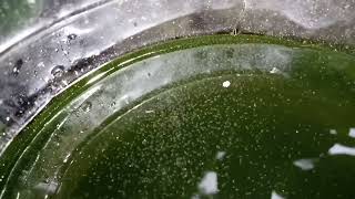 DAPHNIA MOINA CULTURE IN A SMALL BUCKET [upl. by Corey]