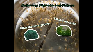 How To Culture Daphnia and Moinas using Green Water Spirulina powder [upl. by Tarr298]