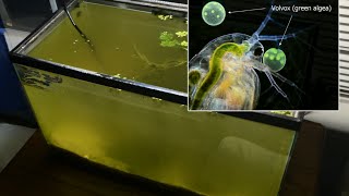 Raising Daphnia for the Freshwater Aquarium [upl. by Garaway251]