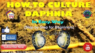 HOW TO CULTURE DAPHNIA In Easy Way [upl. by Ellenoj107]